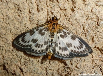 Eurrhypara hortulata - la pyrale de l`ortie Papillon de nuit 10 juillet 2012 Bouresse Poitou-Charentes (1)