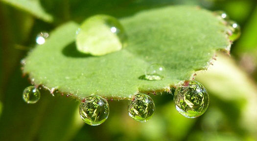 Feuille sous la pluie gouttes d`eau aux reflets de la nature