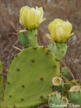 Figuier de Barbarie, Opuntia ficus-indica, Cactus, Plages de Collioure, Pyrénées orientales (15)