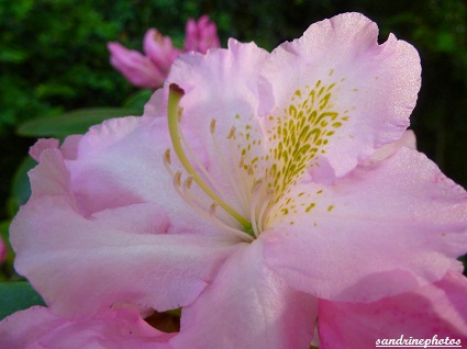 Fleur de Rhododendron Bouresse Poitou-Charentes