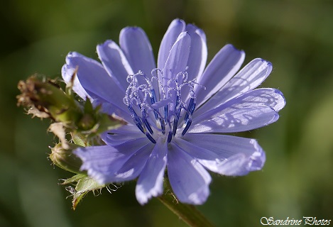 Fleur de chicorée sauvage, Cichorium intybus Chicory, Fleurs sauvages bleues, wild blue flowers of Poitou-Charentes countryside, Bouresse (7)