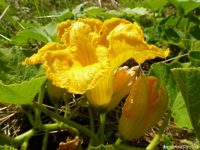 Fleur de potiron, Pumpkin`s flowers, Vegetable garden, jardin potager, Bouresse, Poitou-Charentes, 15 juillet 2013 (9)