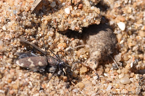 Fourmilion, Creoleon lugdunensis, Larve de fourmilion ayant capturé une Cicendèle hybride, Carabidae, coléoptères, Sables d`Olonne, Ile d`Olonne, 26 juin 2024 (29)