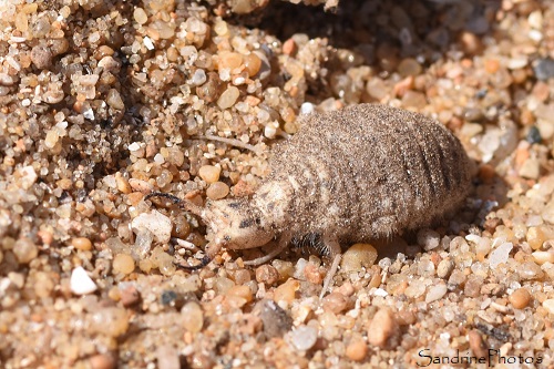 Fourmilion, Larve de fourmilion ayant capturé une Cicendèle hybride, Carabidae, coléoptères, Sables d`Olonne, Ile d`Olonne, 26 juin 2024 (15)