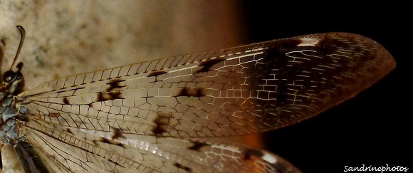 fourmilion longicorne -Distoleon tetragrammicus -Myrmeleontidae, Névroptères-Bouresse, Poitou-Charentes Sandrinephotos (6)