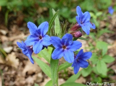 Grémil pourpre violet, Fleurs bleues des sous-bois, Fleurs sauvages, blue wild flowers of the forest, Poitou-Charentes(8)