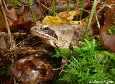 grenouille rousse, Rana temporaria, brown frog, Little wild animals- Bouresse, Poitou-Charentes- octobre 2012 (23) (3)