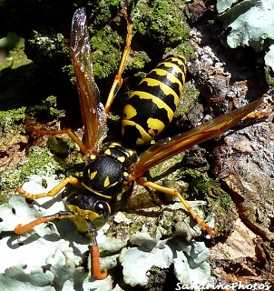 Guêpe Polistes dominula, Poliste gaulois, Insectes, Wasp with orange antennas, Insects, Hymenoptera, Bouresse Poitou-Charentes