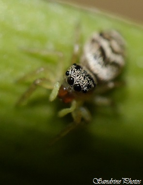 Héliophanus tribulosus, Araignée, Spiders, Salticidae, Bouresse, Poitou-Charentes (86)