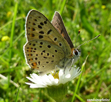 Heodes tityrus Le cuivré fuligineux Papillon de jour Bouresse Poitou-Charentes (2)