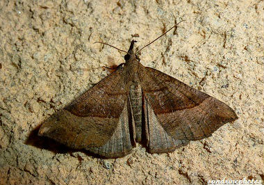Hypena proboscidalis Noctuelle à museau 09 juin 2012 Papillon de nuit Bouresse Poitou-Charentes (1)