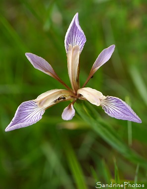 Iris fétide, Iris foetidissima, Biodiversité en région Nouvelle-Aquitaine, Poitou, Bouresse (9)