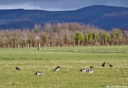Irlande - Baie de Dundalk , Comté de Louth, observatoire des oiseaux migrateurs, zone protégée, Dundalk bay, over-wintering birds protected area, SandrinePhotos 2014 (9)