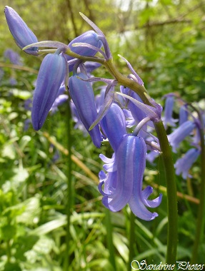 Jacinthe des bois, Hyacinthoides non-scripta, Fleurs sauvages bleues, violettes, blue wild flowers, Poitou-Charentes, Bouresse, SandrinePhotos (4)