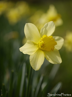 Jonquilles, Daffodils, Fleurs jaunes du Jardin, Yellow Flowers of the garden, Le Verger, The Orchard, Bouresse, Aquitaine, Limousin, Poitou-Charentes (17)