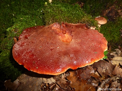 Langue de boeuf-Fistulina hepatica, Champignons, Mushrooms, Poitou-Charentes, Bouresse, Promenade en forêt-20 octobre 2013