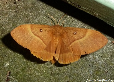 Lasiocampa quercus-Bombyx du chêne-Minime à bandes jaunes- Papillon de nuit-The Oak Eggar moth- 20 aot 2012- Bouresse-Poitou-Charentes (4)