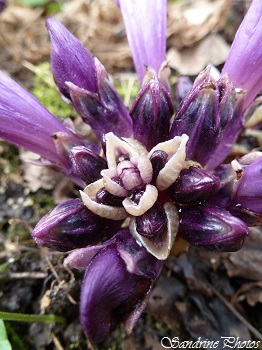 Lathrée clandestine, pourpre, Fleur parasite sans feuille ni tige, purple Wild flowers, very wet ground, Fleurs sauvages violettes du Poitou-Charentes (2)