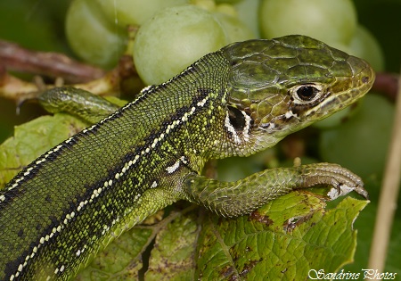 Lézard vert occidental femelle posée dans la vigne, Lacerta bilineata, Western green lizard, Bouresse, Poitou-Charentes (6)
