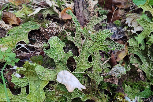 Lichen pulmonaire, Sticta pulmonaria, Périgord, Pont de Bord, Condat sur Vézère (21)