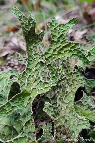 Lichen pulmonaire, Sticta pulmonaria, Périgord, Pont de Bord, Condat sur Vézère (23)