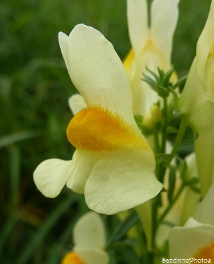 Linaire commune, Linaria vulgaris, fleur sauvage jaune et blanche du Poitou-Charentes, Bouresse (2)