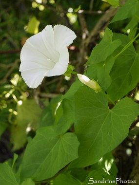 Liseron des haies, Calystegia sepium, Fleurs sauvages blanches, Jardin, Le Verger, Bouresse 86, Biodiversité en région Nouvelle-Aquitaine (53)