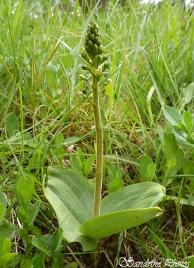 Listère à feuilles ovales, Listera ovata, orchidées sauvages vertes, green wild orchid, SandrinePhotos, Poitou-Charentes (7)
