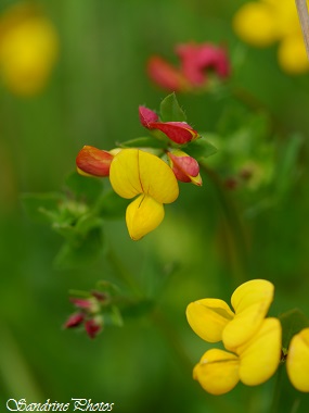 Lotier corniculé, Lotus corniculatus, légumineuse jaune, fleurs sauvages du Poitou-Charentes, Bouresse (1)