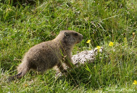 Marmotte des Alpes, Marmota marmota, Réserve d`Orlu des Pyrénées ariégeoises, Orlu, Ariège 2016 (4)