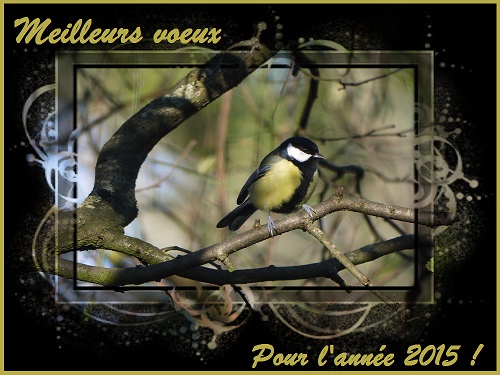 Meilleurs voeux pour l`année 2015, Mésange charbonnière, Oiseaux des jardins, Birds of the garden, Bouresse, Nature en France