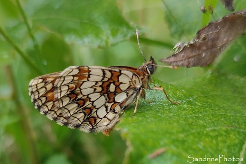 Mélitée des Mélampyres, Melitaea athalia, Papillons de jour, Nymphalidae, Mortaigues, Queaux (36)