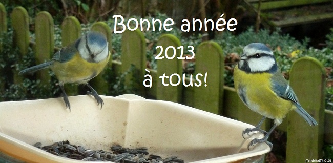 mésanges bleues vous souhaitant une très bonne année 2013, blue tits wishing you a happy new year, oiseaux de nos jardins, birds of the gardens, 31 décembre 2012 Bouresse Poitou-Charentes