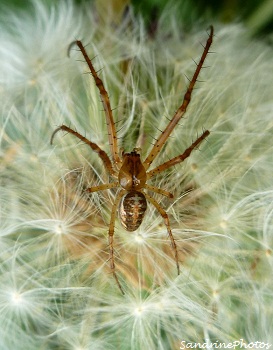 Meta mengei, Tetragnathidae, araignée sur pissenlit, spider, Bouresse, Poitou-Charentes