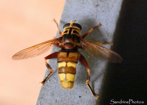 Milésie frelon, Milesia crabroniformis, Syrphe de grande taille, Le Verger, Bouresse (18)