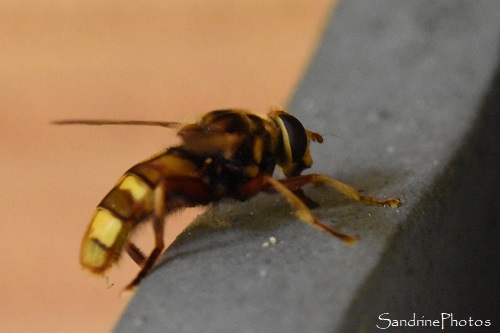 Milésie frelon, Milesia crabroniformis, Syrphe de grande taille, Le Verger, Bouresse (22)