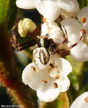 Misumena vatia mâle noire et blanche, araignées et arachnides, black and white Spiders of the garden, Bouresse, Poitou-Charentes, France (1)