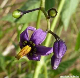 Morelle douce amère Solanum dulcamara fleurs violettes et coeur jaune petits fruits ronds (16) (16)