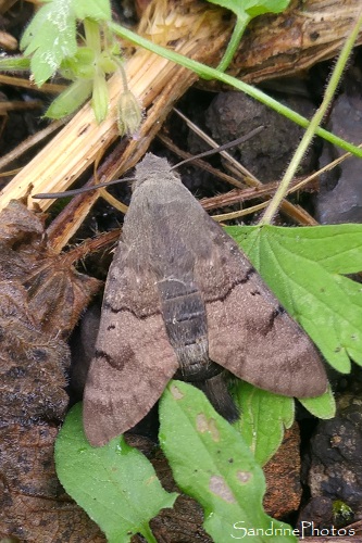 Moro sphinx, Hemaris tityus, Sphingidae, Papillons de nuit, le Verger, Bouresse (20)