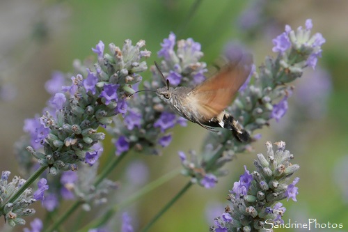 Moro sphinx, Hemaris tityus, Sphingidae, Papillons de nuit, le Verger, Bouresse (21)