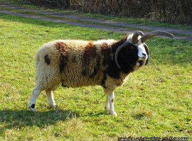 Mouton de Jacob bélier à quatre cornes animaux domestiques