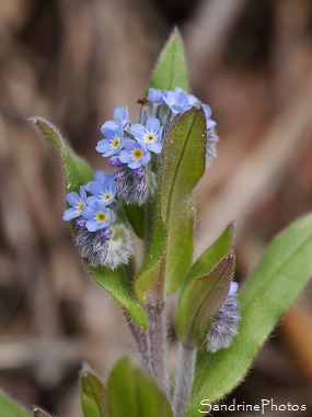 Myosotis des champs, Myosotis arvensis, Fleurs sauvages bleues, Jardin, Le Verger, Bouresse, Région Aquitaine Limousin Poitou-Charentes (38)