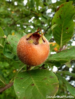 néflier, Mespilus germanica, Arbres fruitiers, Common medlar, fruit tree, Bouresse, Poitou-Charentes (5)