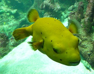 Océanopolis de Brest Aquarium Gros poisson jaune eaux tropicales ou tempérées Juillet 2012 (PF (4)