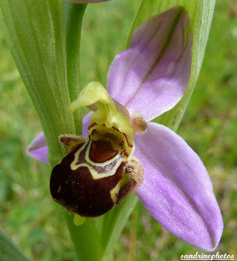 Ophrys abeille Ophrys apifera fleurs sauvages du poitou-charentes Bouresse (1)