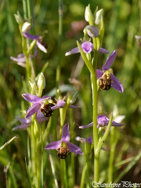 Ophrys apifera, Ophrys abeille, orchidées sauvages, wild orchids, Bouresse, Poitou-Charentes, Vienne (86) SandrinePhotos (6)