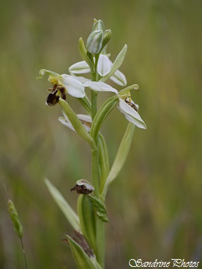 Ophrys apifera blanc, white wild orchids, Ophrys abeille, Fleurs sauvages du Poitou-Charentes, Jardres-zone artisanale-Chauvigny (8)