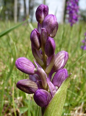 Orchis Bouffon - Orchis morio-Orchidées sauvages du Poitou-Charentes, Wild orchids -Bouresse