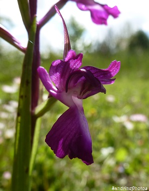 Orchis à fleurs lâches, Anacamptis laxiflora, Orchidée sauvage, Jardin, Bouresse, Poitou-Charentes, 28 mai 2013 (17)