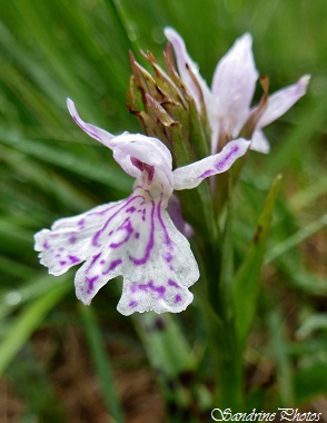 Orchis des bruyères, Dactylorhiza maculata ericetorum, Orchidées sauvages, Wild orchids of Poitou-Charentes, France, SandrinePhotos (1)